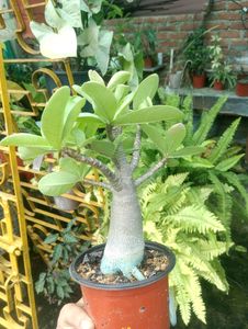 Adenium Arabicum Live Plant (Tk)