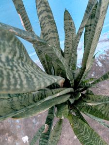 Snake Plant