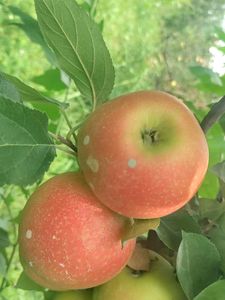 Kashmir Fres apples