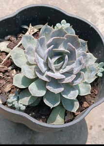 Matured Succulent