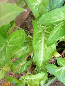 Syngonium Indoor Plant