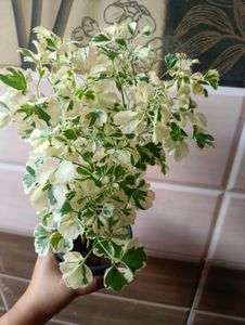Varigated Aralia With Pot