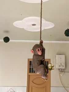 Polyresin Monkey Hanging Figurine