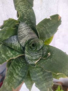 2 Plant Combo