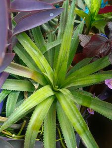 11 Rare Plant