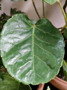 Polyscias scutellaria (Aralia) with pot
