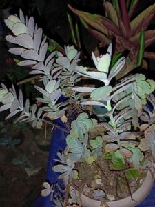 Flower Dust Plant