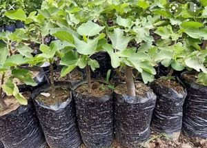 Fig/Gular/Anjeer Exotic Fruit Seeds