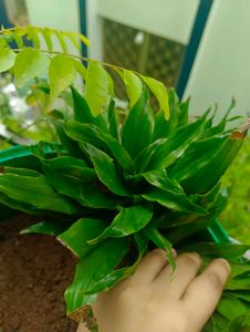 6 Variegated  Plants