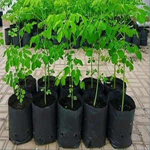 Ohhsome Live Sahjan/Drumstick/Moringa Oleifera Med