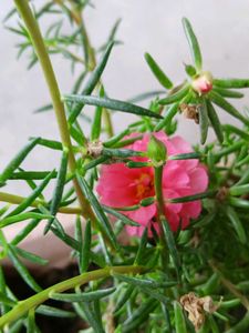 Three Colours Portulaca
