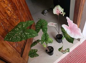 Set 2 ujjalaseeds rare polka &amp; Caladium Pink Plant