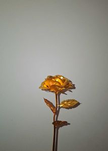 Gold Rose Flower