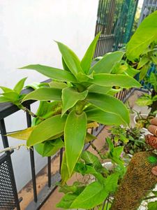Live Basket Plant (Large, without pot)