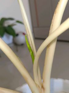 Live Indoor Plant