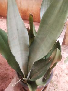 Moonshine Snake Plant With Root