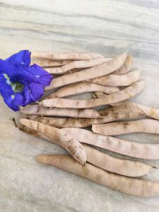 Butterfly pea seeds🫛