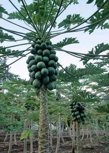 Green Custard Apple Plant, Papaya Tree