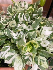 Njoy Pothos Money Plant