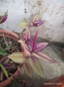 Spiderwort 🌱 Plant