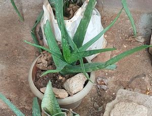 Combo Indoor Oxygen Plants