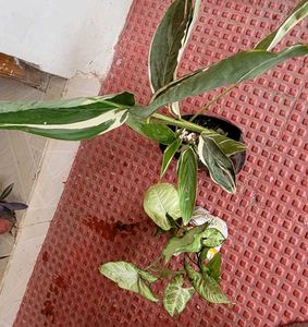 Set 2 Arrowhead & Never.. Plants