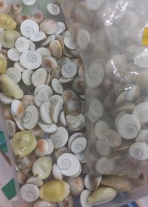 Gomati Chakra (15 )