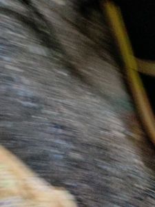 Stylish Black Sneakers