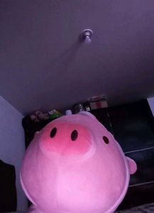 Pink Pig