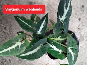 Mix Plants Combo Offer