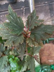 Live Plant 🎁? With Pot