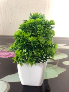 Green Tree Pot For Home Decoration ❤️