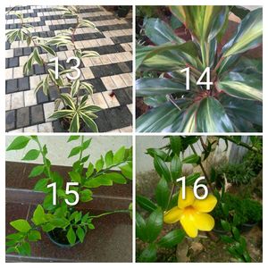 you can select 10 Live root plants