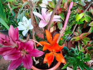 Aciatic lily 5 Plants