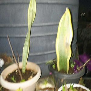 3 Varieties of Sansevieria Plant - Snake Plan