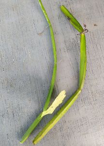 Hadjod Plant Cutting-2