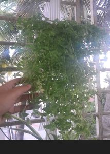 Real Rooted Turtle Vine Potted Plant