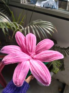 Pink lily Flower