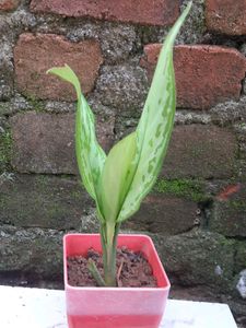 BUY 3 ☘️ 4 ₹120