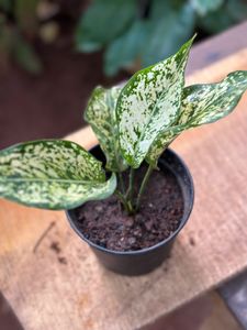 10 Live Plants