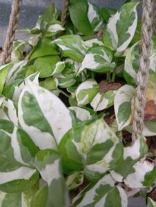 Hanging Pothos Plant