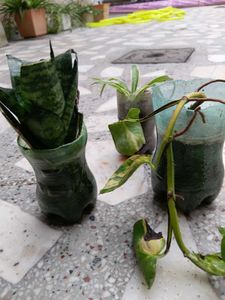 Rooted Plant