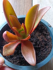 Succulent Plants