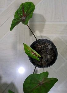 Set 2 Calcium,,&amp; Never Plants