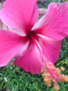 Pink Hibiscus