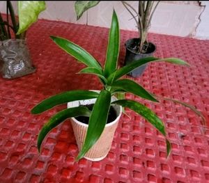 Pack 2 Arrowhead &amp; Callisia Fragrans: Plants &amp; Pot