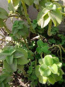 AJVAIN/Oregano Leaves