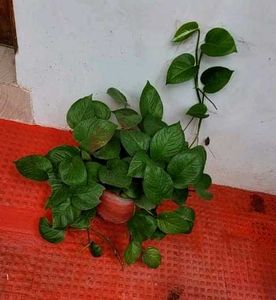 Set 3 Money &amp;.Dieffenbachia &amp; Red Areca Plant