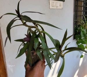 3 set evergreen Plants🪴