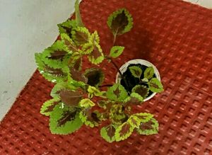 Set 2 Arrowhead &amp; Colues Plant&#39;s